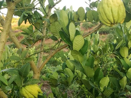 川佛手种植技术介绍